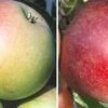 Duo-Apfelbaum `James Grieve´ & `Finkenwerder Prinz´ Malus Domestica -Pflanzen Verkäufe Duo James GRieve und Roter Boskoop 1