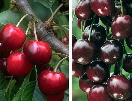 Duo-Kirschbaum `Sunburst´ & `Burlat´150-175cm Prunus Avium 3 Duo-Kirschbaum `Sunburst´ & `Burlat´150-175cm Prunus Avium