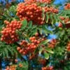 Essbare Eberesche `Rosina´ Sorbus Aucuparia -Pflanzen Verkäufe Eberesche Sorbus