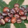 Ecker 1 - Selbstfruchtbare Esskastanie Castanea Sativa `Ecker1´ -Pflanzen Verkäufe Ecker 1