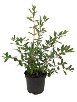 Sibirische Blaubeere `Eisbär´ Lonicera Kamtschatica `Eisbär´ -Pflanzen Verkäufe Eisb r weiss