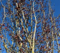 Eisenholzbaum Parrotia Persica -Pflanzen Verkäufe Eisenholzbaum Bl te 2