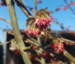 Eisenholzbaum Parrotia Persica -Pflanzen Verkäufe Eisenholzbaum bl te und BieneataOpQ1apbuNb
