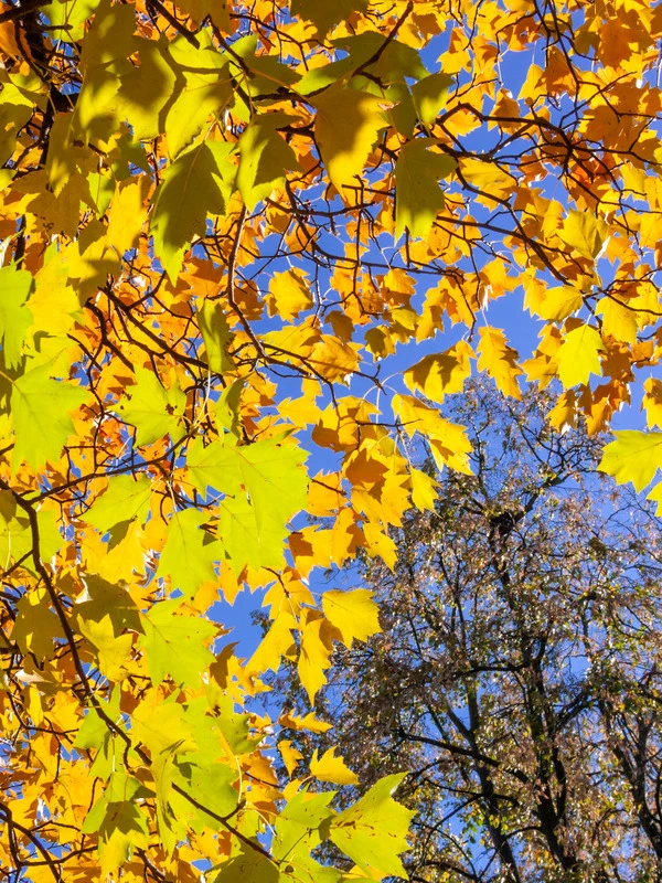 Elsbeere Sorbus Torminalis 4 Elsbeere Sorbus Torminalis - Image 2