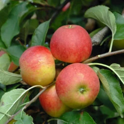 Elstar ® Malus Domestica -Pflanzen Verkäufe Elstar