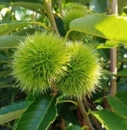 Duo-Esskastanie, Belle Epine & Bouche De Betizac Castanea Sativa -Pflanzen Verkäufe Esskastanie 2