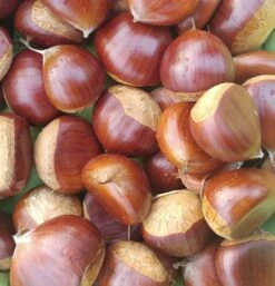 Duo-Esskastanie, Belle Epine & Bouche De Betizac Castanea Sativa -Pflanzen Verkäufe Esskastanie Belle EpineGmNJQelgJyOMr