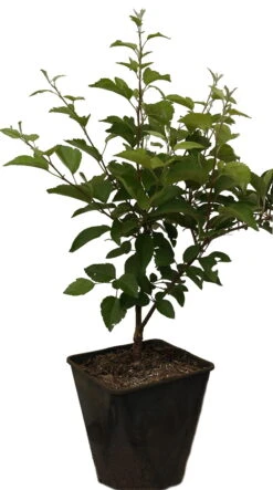 Zierapfel `Evereste´ Malus -Pflanzen Verkäufe Evereste