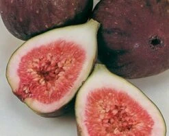 Frühe Dalmatiner Feige Ficus Carica `Frühe Dalmatinerfeige´