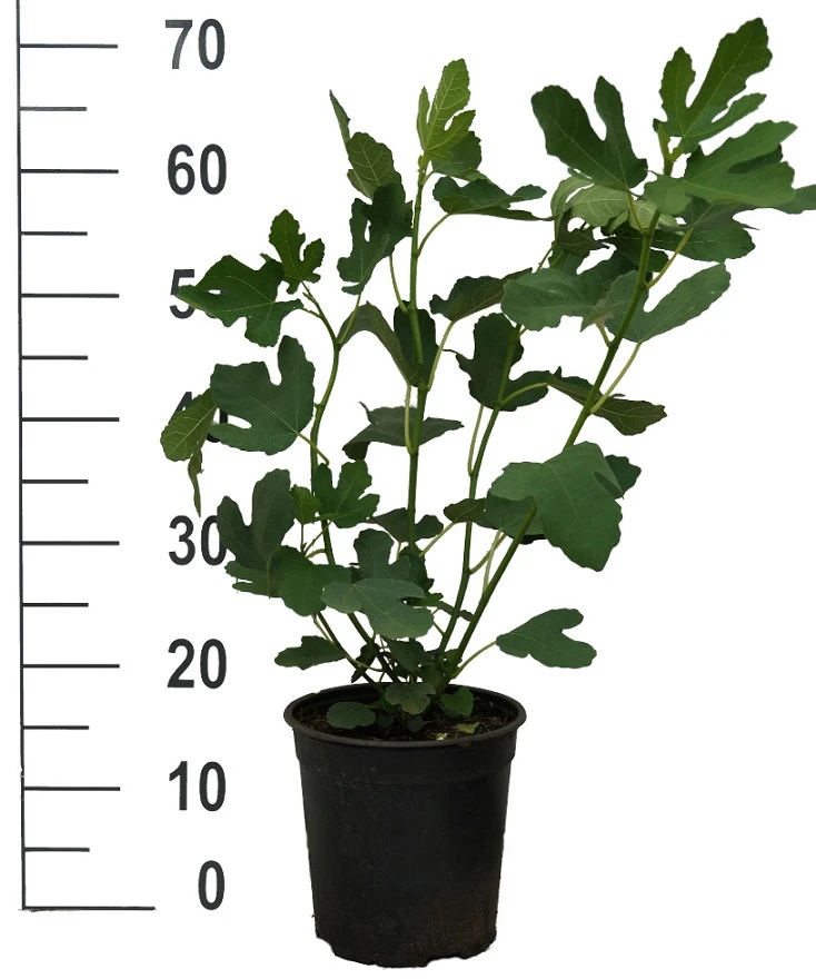 Feige `Bornholm´ Ficus Carica `Bornholm´ 4 Feige `Bornholm´ Ficus Carica `Bornholm´ - Image 2