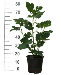 Titelseite -Pflanzen Verkäufe Feige Brown Turkey weiss