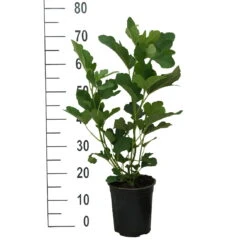 Titelseite -Pflanzen Verkäufe Feige Desert King weiss