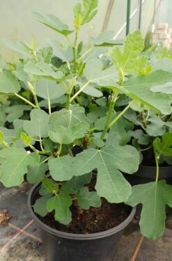 Feige `Firoma´® Ficus Carica `Firoma´ -Pflanzen Verkäufe Feige Firoma593f8d2d6ef03