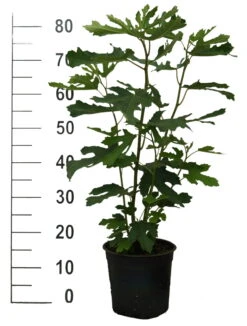 Titelseite -Pflanzen Verkäufe Feige Little Miss Figgy 1