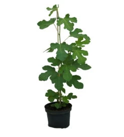 Titelseite -Pflanzen Verkäufe Feige Morena