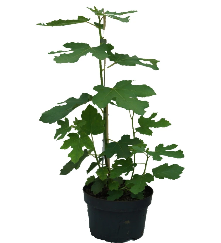 Feige `Gustissimo ® Perretta ®´ Ficus Carica `Perretta®´ 4 Feige `Gustissimo ® Perretta ®´ Ficus Carica `Perretta®´ - Image 3