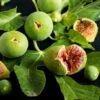 Feige `Ficcolino® Gustis®´ Ficus Carica 2 Feige `Ficcolino® Gustis®´ Ficus Carica -Pflanzen Verkäufe Feige erweiterte Lizenz