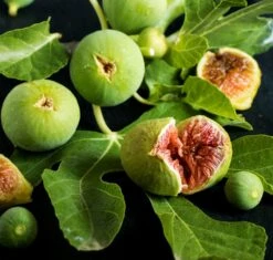 Feige `Ficcolino® Gustis®´ Ficus Carica