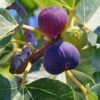 Feige `Bornholm´ Ficus Carica `Bornholm´ -Pflanzen Verkäufe FeigexFXJrlJJ7ENFT