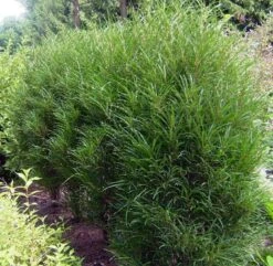 Farnblättriger Säulen-Faulbaum `Fine Line´ Rhamnus Frangula `Fine Line´ -Pflanzen Verkäufe Fine LIne Kordes Jungpflanzen