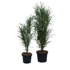 Farnblättriger Säulen-Faulbaum `Fine Line´ Rhamnus Frangula `Fine Line´ -Pflanzen Verkäufe Fine Line Faulbaum 2