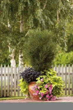 Farnblättriger Säulen-Faulbaum `Fine Line´ Rhamnus Frangula `Fine Line´ -Pflanzen Verkäufe Fine Line Kordes Jungpflanzen1