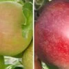 Duo-Apfelbaum `Finkenwerder Herbstprinz´ & `Roter Boskoop´ Malus Domestica -Pflanzen Verkäufe Finkenwerder und Boskoop