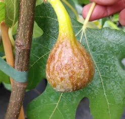 Titelseite -Pflanzen Verkäufe Firoma