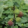 Feige `Firoma´® Ficus Carica `Firoma´ -Pflanzen Verkäufe Firoma Kordes Jungpflanzen