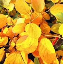 Großer Federbuschstrauch Fothergilla Major -Pflanzen Verkäufe Foterhilla major Herbstf rbung