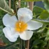 Franklinia Alatamaha "Franklinie / Franklinbaum" Franklinia Alatamaha 1 Franklinia Alatamaha "Franklinie / Franklinbaum" Franklinia Alatamaha -Pflanzen Verkäufe Franklina Bl te