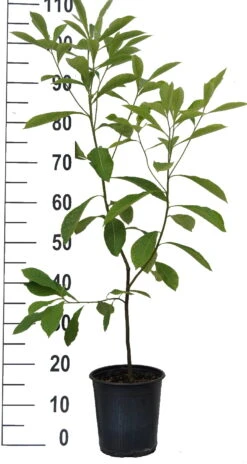 Franklinia Alatamaha "Franklinie / Franklinbaum" Franklinia Alatamaha -Pflanzen Verkäufe Franklinie neu weiss