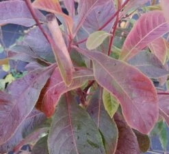 Franklinia Alatamaha "Franklinie / Franklinbaum" Franklinia Alatamaha -Pflanzen Verkäufe Frankliniha