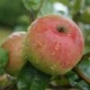 Säulenapfel `Frenic´ Malus Domestica -Pflanzen Verkäufe Frenic