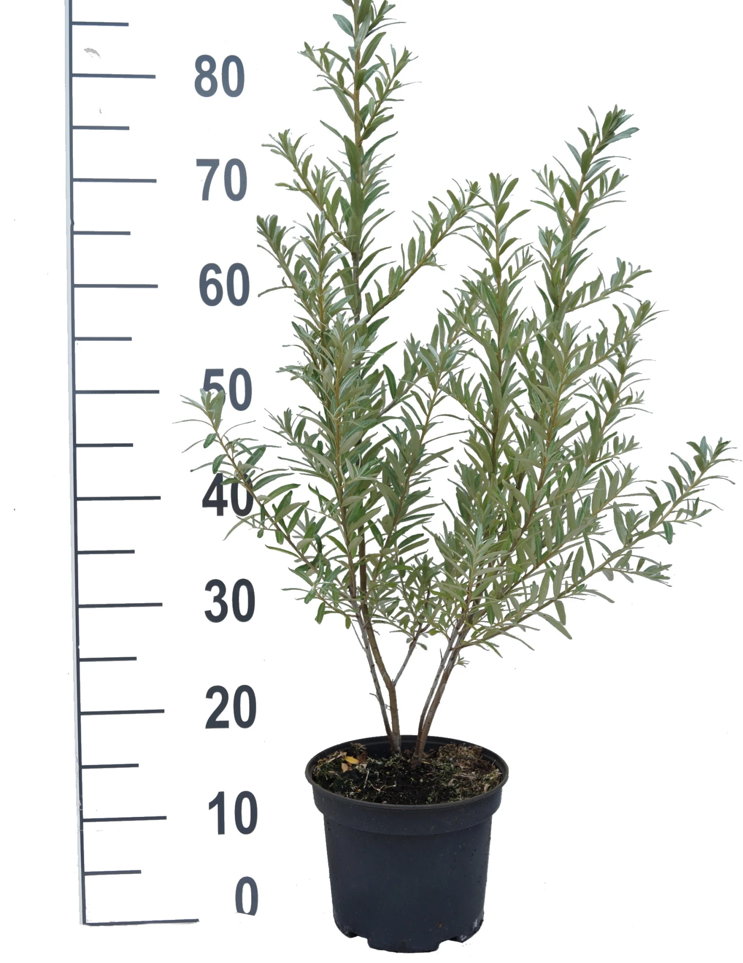 Sanddorn `Friesdorfer Orange´ (selbstfruchtbar) Hippophae Rhamnoides `Friesdorfer Orange´ 4 Sanddorn `Friesdorfer Orange´ (selbstfruchtbar) Hippophae Rhamnoides `Friesdorfer Orange´ - Image 2