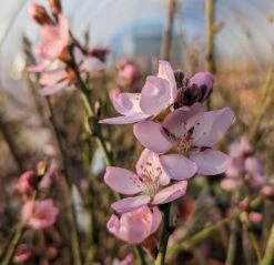 Zwerg-Fruchtmandel `Garden Prince´ Prunus `Zwerg-Fruchtmandel´ -Pflanzen Verkäufe Garden Prince Bl te2