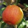Geheimrat Oldenburg Malus Domestica -Pflanzen Verkäufe Geheimrat Oldenburg