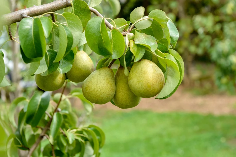 Gellerts Butterbirne Pyrus Communis `Gellert´s Butterbirne´ 4 Gellerts Butterbirne Pyrus Communis `Gellert´s Butterbirne´ - Image 2