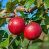 Gerlinde ® Malus Domestica -Pflanzen Verkäufe GerlindeRUQRs7DqhHjrf