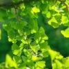 Ginkgo / Fächerblattbaum Ginkgo Biloba -Pflanzen Verkäufe Ginkgo 3
