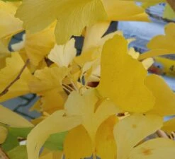 Ginkgo / Fächerblattbaum Ginkgo Biloba -Pflanzen Verkäufe Ginkgo biloba Herbstf rbung