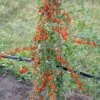 Goji / Chinesische Wolfsbeere `Big Lifeberry´ Lycium Barbarum `Big Lifeberry´ -Pflanzen Verkäufe Goji