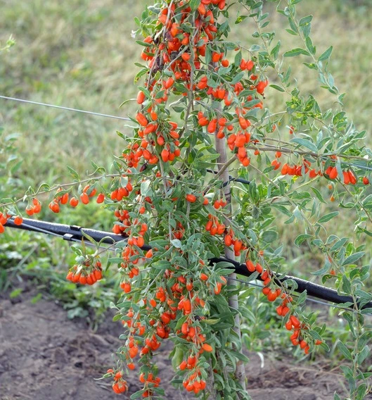 Goji / Chinesische Wolfsbeere `Big Lifeberry´ Lycium Barbarum `Big Lifeberry´ 2 Goji / Chinesische Wolfsbeere `Big Lifeberry´ Lycium Barbarum `Big Lifeberry´
