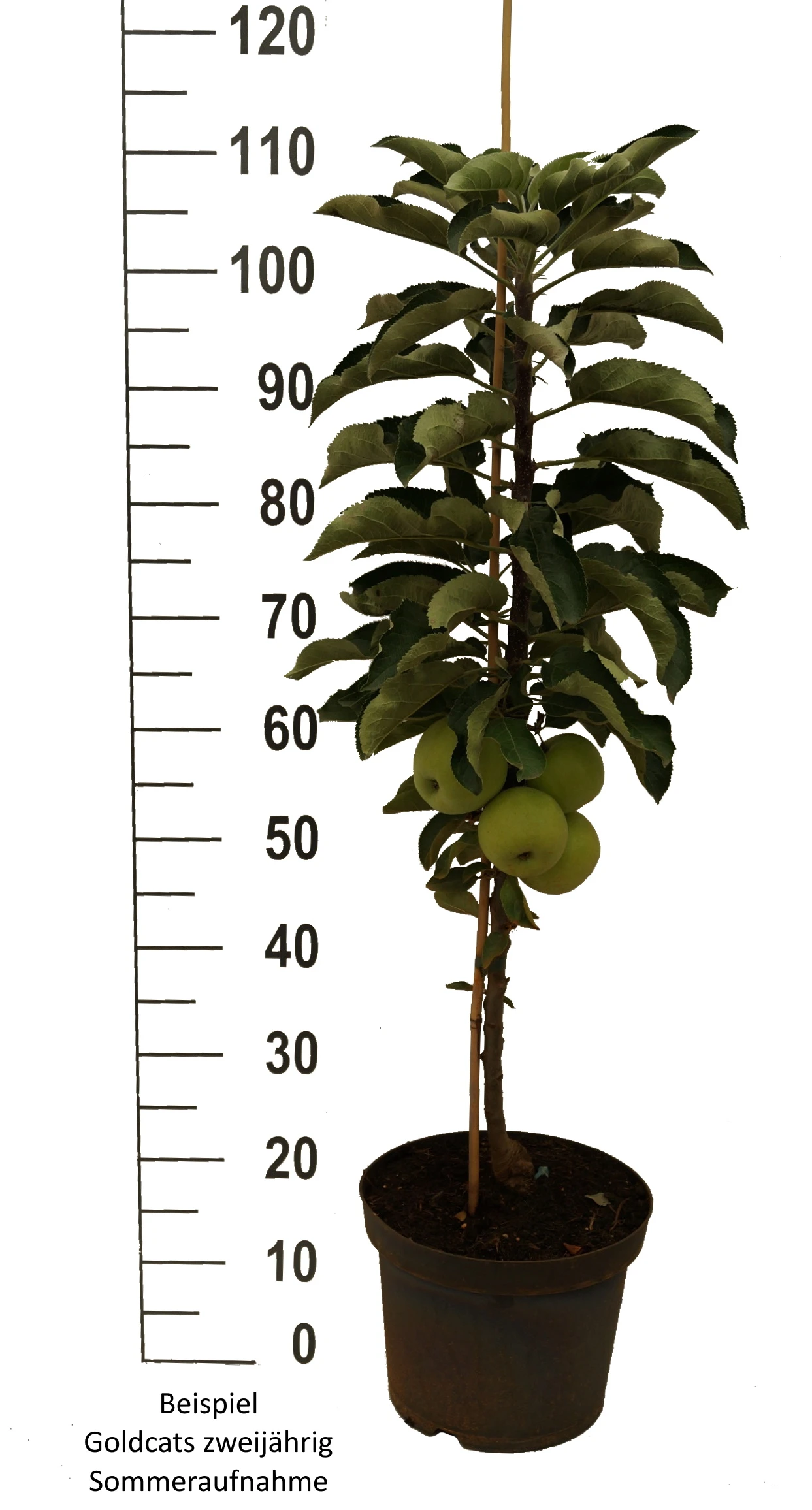 Säulenapfel `Goldcats´ Malus Domestica `Goldcats´ 5 Säulenapfel `Goldcats´ Malus Domestica `Goldcats´ - Image 3