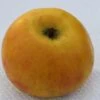 Goldrenette Von Blenheim Malus Domestica `Goldrenette Von Blenheim´ 2 Goldrenette Von Blenheim Malus Domestica `Goldrenette Von Blenheim´ -Pflanzen Verkäufe Goldrenette von Blenheim1