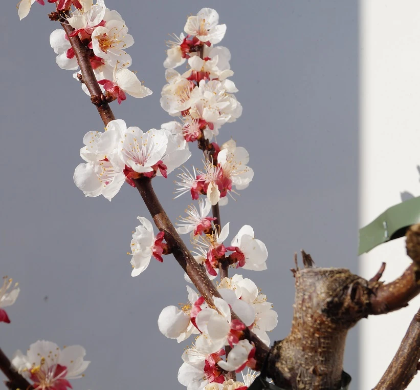 Wildaprikose Prunus Armeniaca 4 Wildaprikose Prunus Armeniaca - Image 2