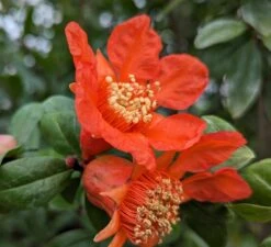 Titelseite -Pflanzen Verkäufe Granatapfel Bl te