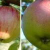 Duo-Apfelbaum `Gravensteiner´ & `Goldparmäne´ Malus Domestica -Pflanzen Verkäufe Gravensteiner Kaiser Wihleml 2