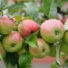Gravensteiner Malus Domestica 1 Gravensteiner Malus Domestica -Pflanzen Verkäufe Gravensteiner5LEjpsAOzIdA8