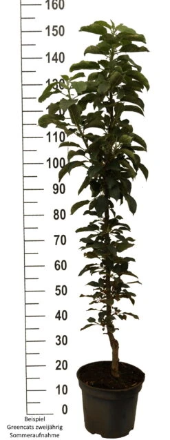 Säulenapfel `GreenCats´ Malus Domestica `Greencats´ -Pflanzen Verkäufe Greencats weiss